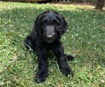 Puppy Rapunzel Goldendoodle