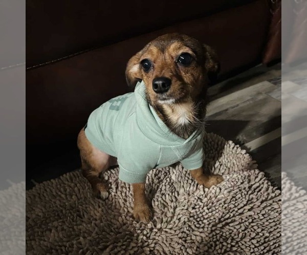 Medium Photo #2 Rat-Cha Puppy For Sale in Princeton, MN, USA