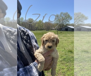 Goldendoodle Puppy for sale in FAYETTEVILLE, TN, USA