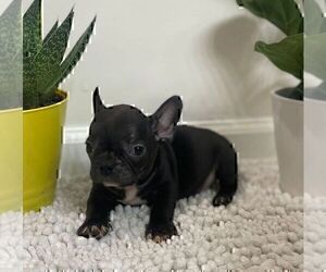 French Bulldog Puppy for sale in JOHNS ISLAND, SC, USA