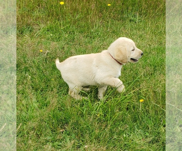 Medium Photo #10 Labrador Retriever Puppy For Sale in OLYMPIA, WA, USA