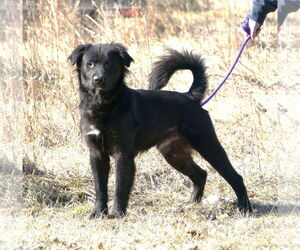 Retriever -Unknown Mix Dogs for adoption in Pittsburgh, PA, USA