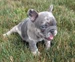 Small #6 French Bulldog