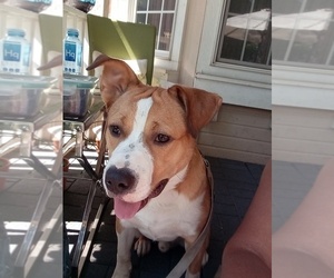 Border-Aussie Dogs for adoption in SACRAMENTO, CA, USA