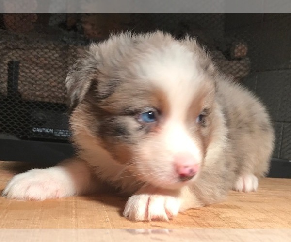 Medium Photo #15 Australian Shepherd Puppy For Sale in ARBA, IN, USA