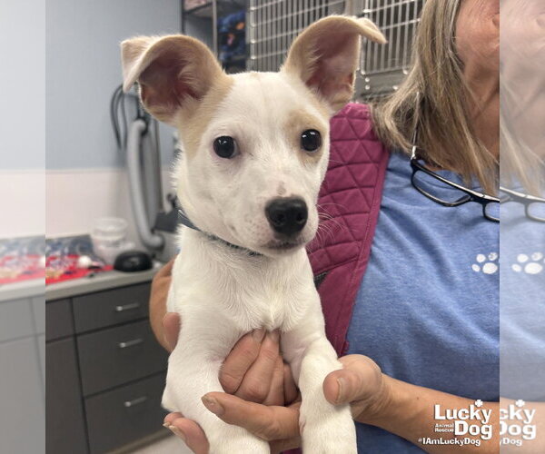 Medium Photo #3 Jack Russell Terrier-Unknown Mix Puppy For Sale in Washington, DC, USA