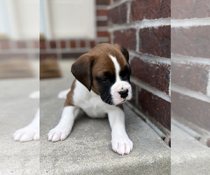 Boxer Puppy for sale in LEES SUMMIT, MO, USA