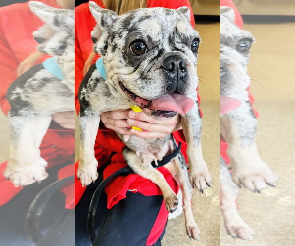 Medium Photo #6 French Bulldog Puppy For Sale in Sanford, FL, USA