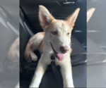 Small #8 Siberian Husky Mix