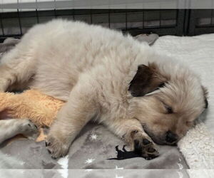 Mutt Dogs for adoption in Minneapolis, MN, USA