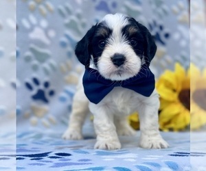 Bernedoodle (Miniature) Puppy for sale in LANCASTER, PA, USA