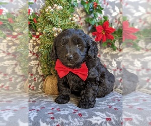 Goldendoodle Puppy for sale in CHRISTIANA, PA, USA