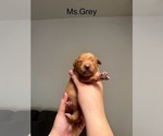 Small #5 Golden Retriever