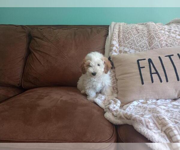 Medium Photo #2 Aussie-Poo Puppy For Sale in HOLMESVILLE, OH, USA