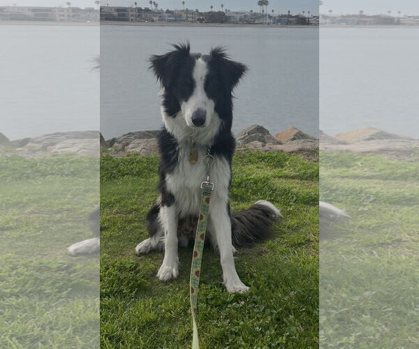 Medium Photo #2 Border Collie-Unknown Mix Puppy For Sale in Lake Elsinore, CA, USA