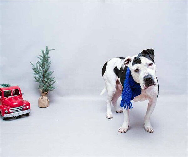 Medium Photo #2 American Bulldog-Unknown Mix Puppy For Sale in Sanford, FL, USA