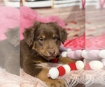 Small Photo #16 Australian Shepherd Puppy For Sale in NEW BRAUNFELS, TX, USA