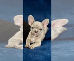 Small Photo #1 French Bulldog Puppy For Sale in SARASOTA, FL, USA