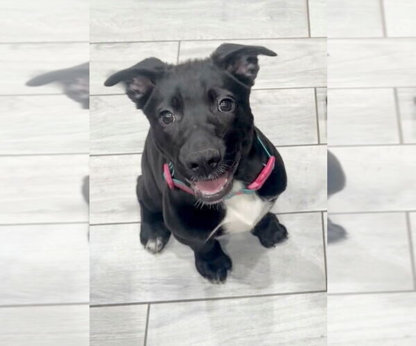 Medium Photo #21 Labrador Retriever-Unknown Mix Puppy For Sale in OKLAHOMA CITY, OK, USA