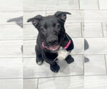 Small #20 Labrador Retriever Mix