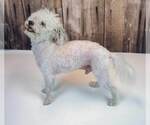 Small #2 Poochon