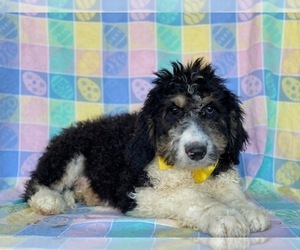 Bernedoodle Puppy for sale in LANCASTER, PA, USA