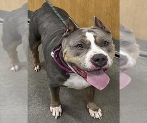 Mutt Dogs for adoption in Forestville, MD, USA