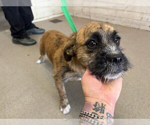 Mutt Dogs for adoption in San Bernardino, CA, USA