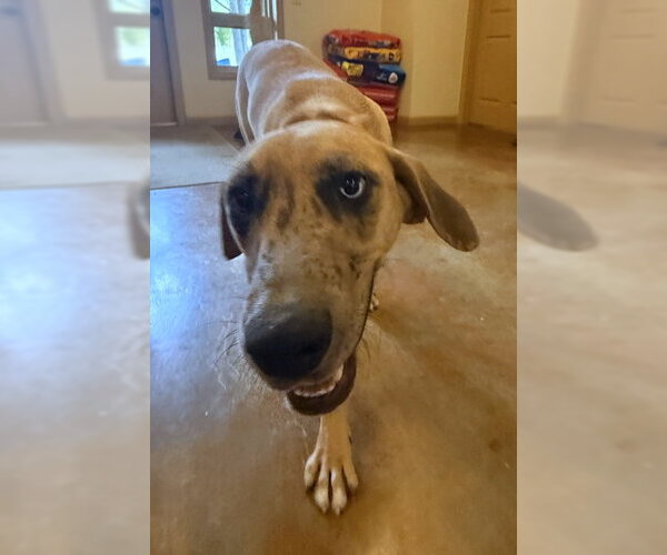 Medium Photo #4 Catahoula Leopard Dog-Unknown Mix Puppy For Sale in Mountain View, AR, USA