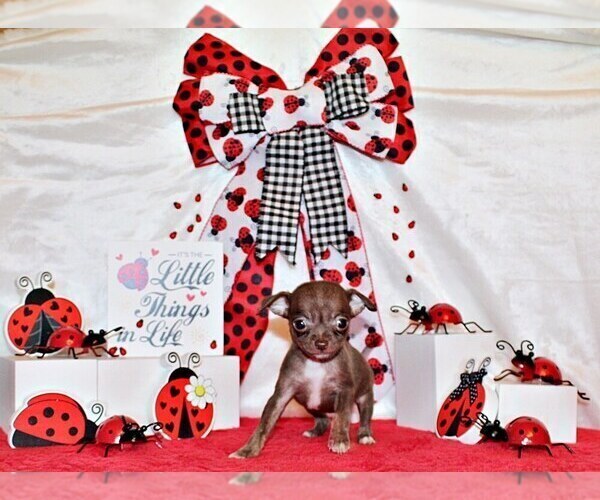 Medium Photo #109 Chihuahua Puppy For Sale in CHARLESTON, AR, USA