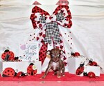 Small #5 Chihuahua
