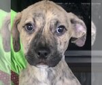 Small #2 Mutt