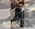 Small Photo #1 Chug Puppy For Sale in El Centro, CA, USA