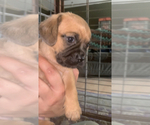 Small Photo #2 Daug Puppy For Sale in VALLEY FALLS, KS, USA