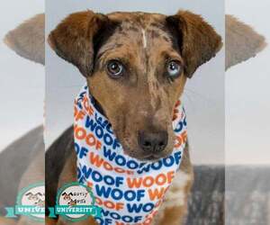 Catahoula Leopard Dog-Unknown Mix Dogs for adoption in Kennesaw, GA, USA