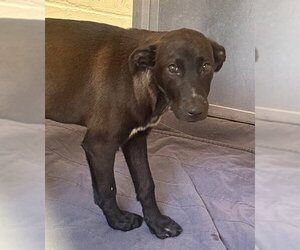 Labrador Retriever-Unknown Mix Dogs for adoption in Brewster, MA, USA