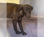 HONEY - Female Labrador Retriever-Unknown Mix Dog for Adoption - Small photo
