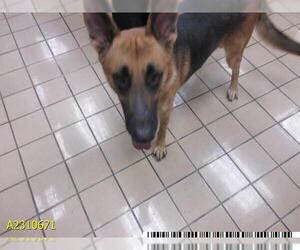 German Shepherd Dog Dogs for adoption in West Palm Beach, FL, USA