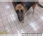 Small German Shepherd Dog