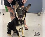 Small #1 German Shepherd Dog Mix
