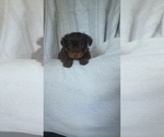 Small #3 Yorkshire Terrier