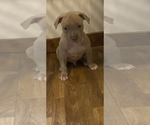 Puppy Rex American Bully