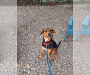 Douglas - Male Mutt Dog for Adoption - Photo #3