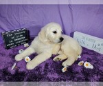Small Photo #39 English Cream Golden Retriever Puppy For Sale in PEYTON, CO, USA