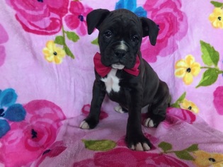 Boxer Puppy for sale in LINCOLN UNIV, PA, USA