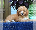 Small #3 Cavapoo (Miniature)