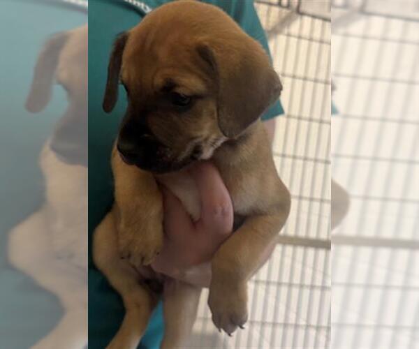 Medium Photo #1 Plott Hound-Unknown Mix Puppy For Sale in Houston, TX, USA