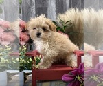 Small #4 Maltipoo (Toy)