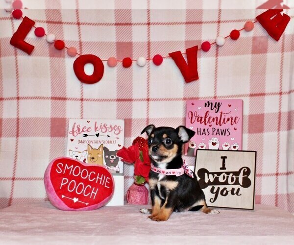 Medium Photo #10 Chihuahua Puppy For Sale in CHARLESTON, AR, USA