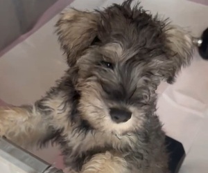 Medium Schnauzer (Miniature)